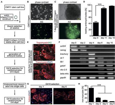 Live cell screening identifies glycosides as enhancers of cardiomyocyte cell cycle activity